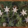 Mini Christmas Lights - Warm White Star - Electric/Brown Cord - Set/20 -Christmas Tree Hill Store electric light set electric liteset silicone warm star brown cord 20 lights 18